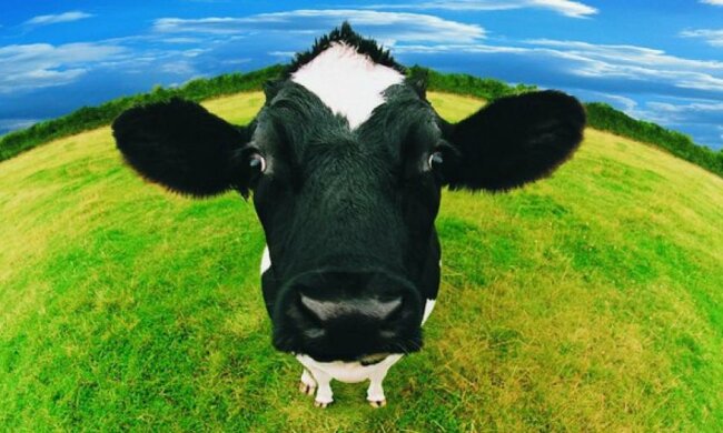 Європейських корів годують шоколадом і чіпсами