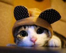 YouTube підкорило відео еволюції кішок