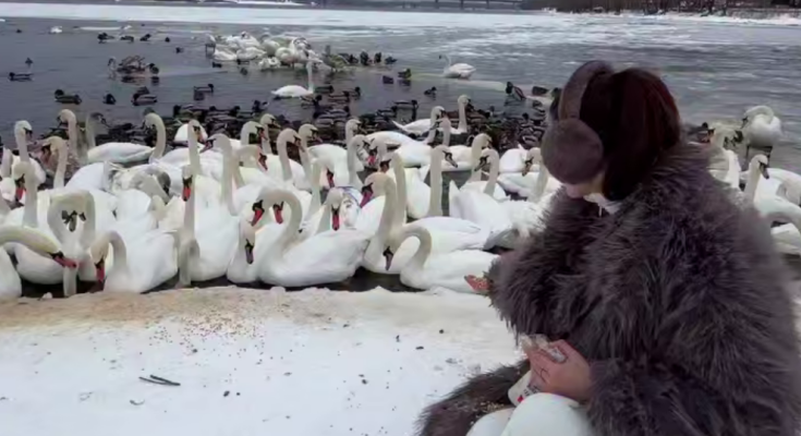 Українці, зима, птахи, лебеді, кадр з відео