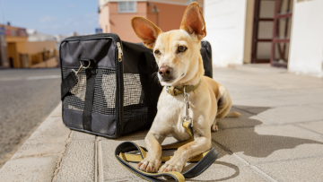 С домашним любимцем за границу не выпустят: украинцам озвучили жесткие правила – готовьтесь заранее