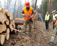 Ефективна стратегія: Держлісагентство наростило запаси українських лісів 