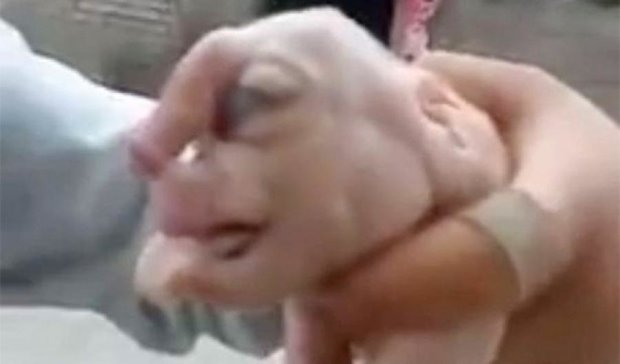 В Китае родилась свинья с "фаллосом" на голове (видео)