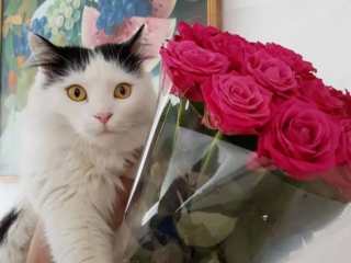 Букет квітів, зображення з вільних джерел