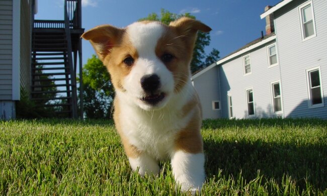 собака, фото Pxhere