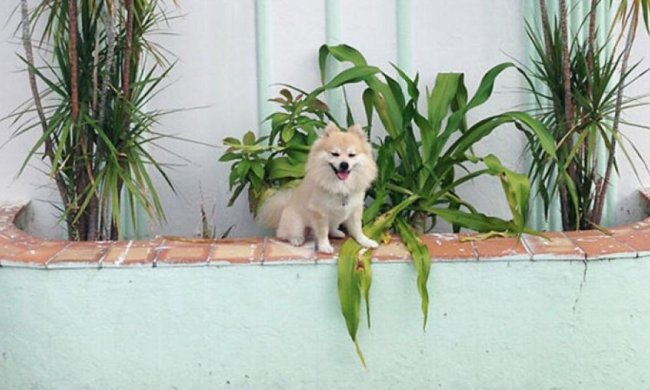 Артистичний собака позує хазяїну у стилі арт-деко (фото)