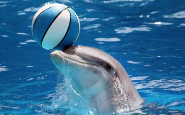 Экологи обнаружили морской наркопритон дельфинов