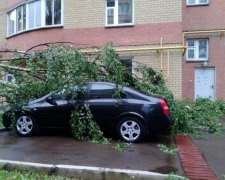 Дерево привалило автомобиль: киевских коммунальщиков ведут в суд