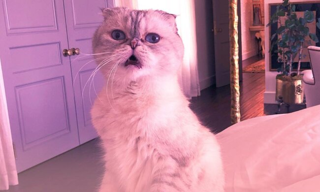 Оливия Бенсон / фото: Instagram @taylorswift