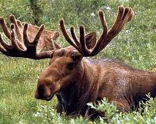 Лось вдарив дівчину за спробу зробити селфі