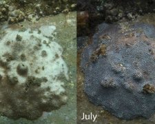 Удивительная способность кораллов стала сенсацией в мире науки