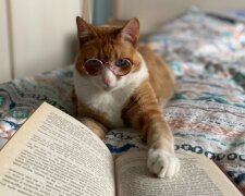 Кіт читає книгу / фото: Pinterest