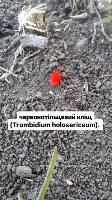 Клещи-краснотелки