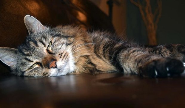 Пухнастого любителя сиру визнали найстарішим котом у світі