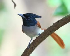 Райский сад: как жизнь вблизи птиц влияет на организм человека