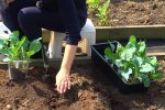 Розсада капусти, кадр з відео