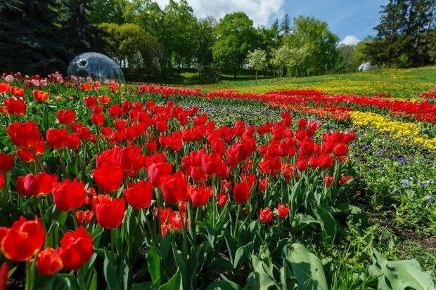 Тюльпаны, парк, фото из свободных источников