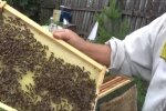 Бджоляр, фото: скріншот з відео