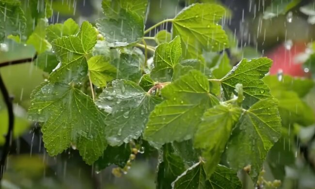 погода в Україні, скріншот з відео