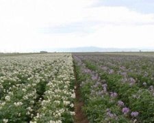 Фіолетову картоплю вивели у США
