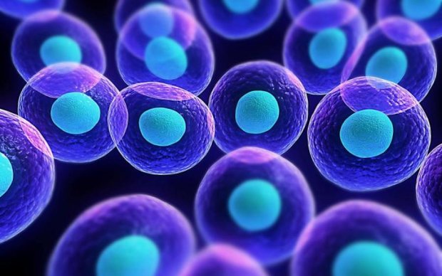 Біологи показали нутрощі живої клітини: відео