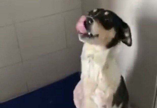 собака / скріншот з відео