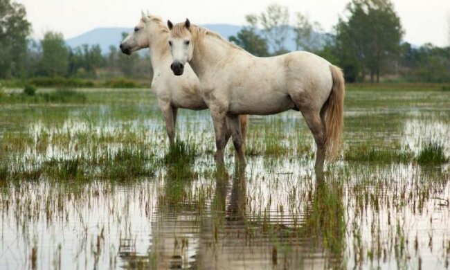 20 травня: яке сьогодні свято