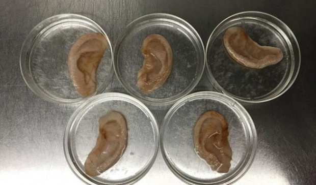 Вчені вирощують людські вуха з яблук