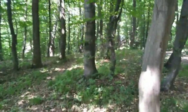 Стікаючий кров'ю лось пришкандибав в село - ззаду бігли нелюди з рушницями