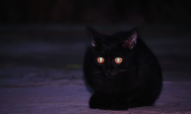 Кошка в темноте