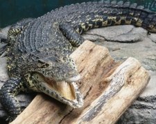 У Португалії знайшли найдавніші зародки рептилій