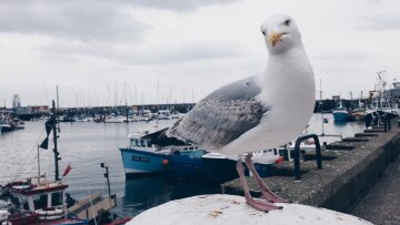 Поздравления с Днем моряка в открытках, Рexels