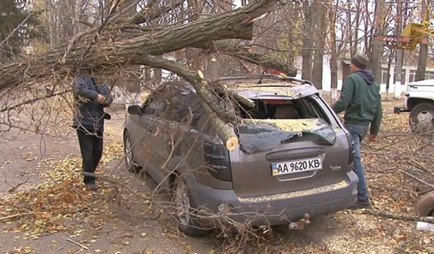 Ураган в Одессе:  пенсионерку придавило трубой, дерево упало на иномарку (фото) 