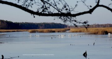 Лебеді в Чорнобилі, фото: Facebook/ zapovidnyk2018