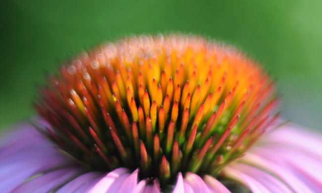 Все, що потрібно знати про ехінацею