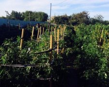 На Миколаївщині правоохоронці виявили наркотиків на 2 млн грн (відео)