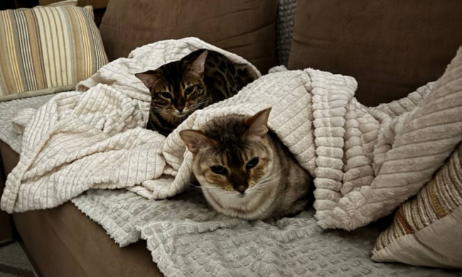 Котики, фото: Знай.ua