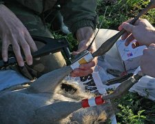 Самый известный в мире журавль прилетел в Асканию из Эфиопии