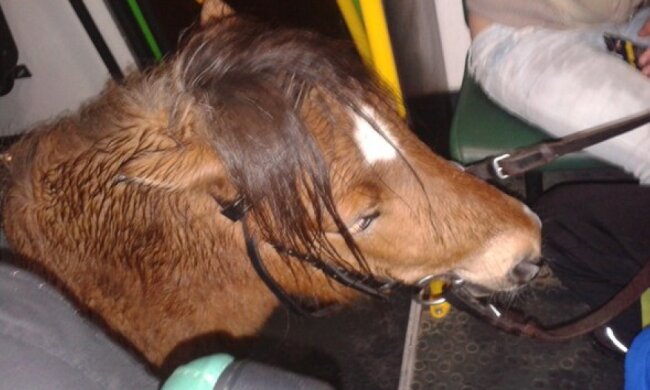 В харьковской маршрутке ехал пони (фото) 