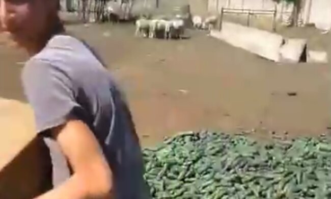 Фермер скормил урожай огурцов овцам, кадр из видео