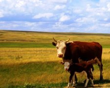 28 червня: яке сьогодні свято