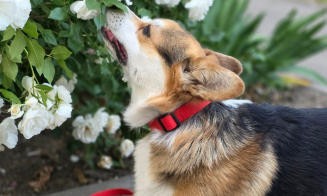 Собака, корги, фото із соцмереж