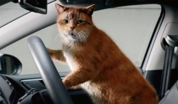 Кошки снялись в автомобильной рекламе