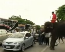 Слоны агитируют таиландцев за конституцию (ВИДЕО)
