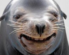 Співом морський лев підкорив мережу