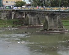 Молодые лебеди поселились в Ужгороде