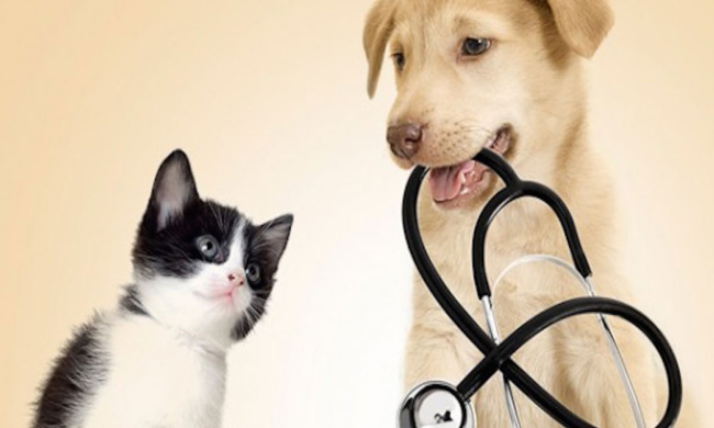 Пет-терапия: когда домашние животные лечат