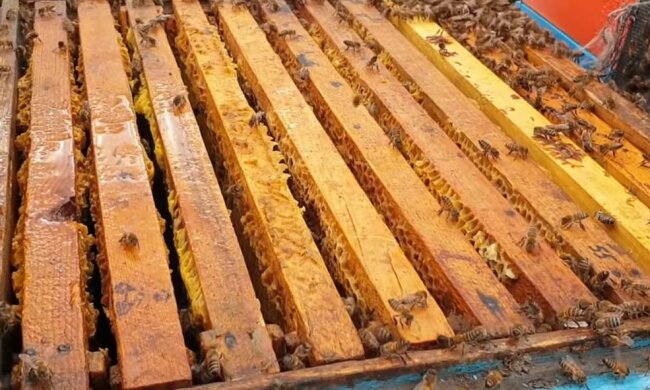 Бджолиний рій, фото: скріншот з відео