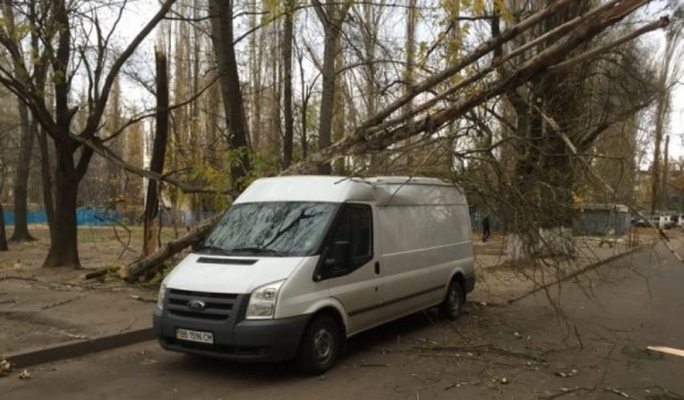В Одесі сильний вітер повалив дерева на машини (фото)