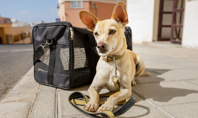 С домашним любимцем за границу не выпустят: украинцам озвучили жесткие правила – готовьтесь заранее