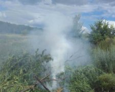Кордон України з Росією засіяний коноплею